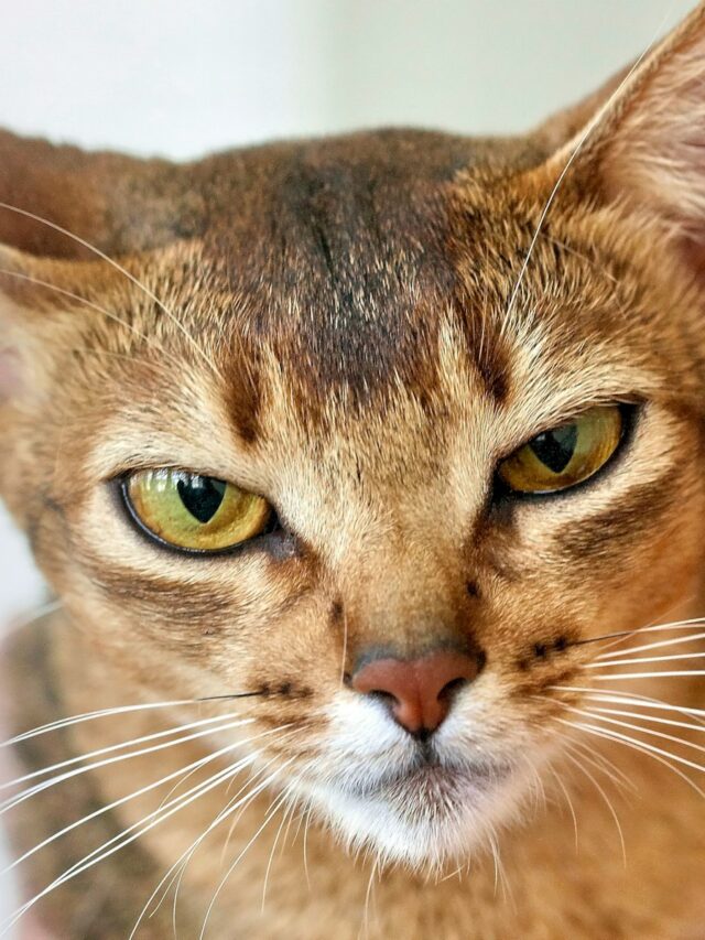 abyssinian cat, abyssinian kitten, abyssinian breed, abyssinian facts, tabby cat, ticked tabby