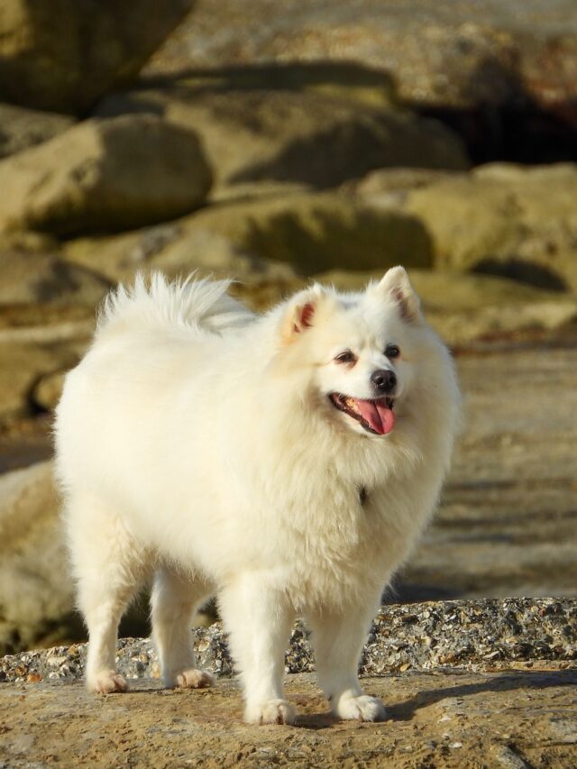 white dog breeds, small white dogs, large white dogs, white coated dogs, white fur dog breeds, dogs with white coats, all white dog breeds,