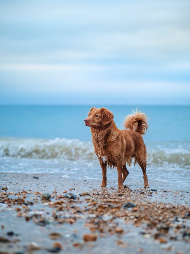 labrador retriever, golden retriever, german shepherd, greyhound, vizsla, chesapeake bay retriever, portuguese water dog, rhodesian ridgeback,