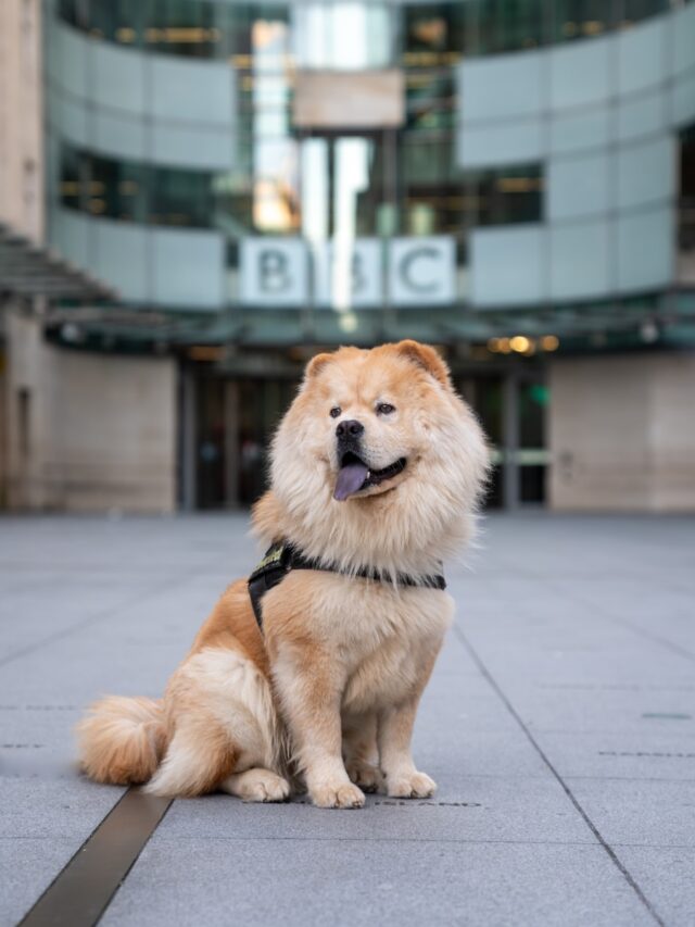 chow chow, chow chow dog, chow chow facts, chow chow breed, chow puppy, chow dog, chow owner,