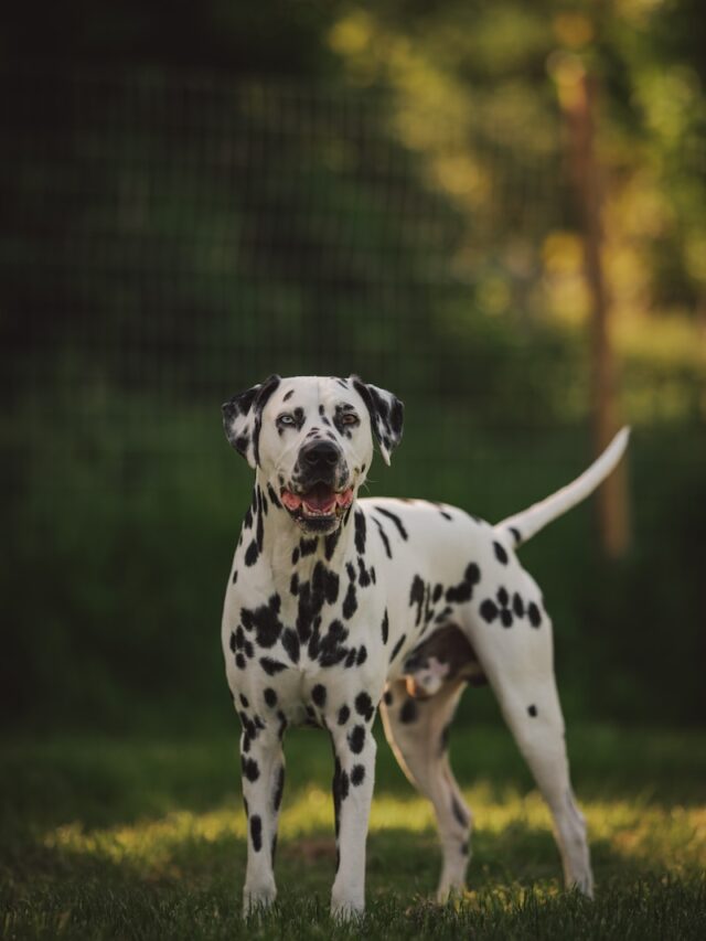 bad dogs for kids, chow chow, chihuahua, australian cattle dog, akita, jack russell terrier, dalmatian, border collie, bull terrier ,