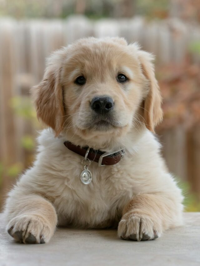 golden retriever neighbor, neighbor's dog, dog neighbor friend, senior golden retriever, friendly golden retriever, dog over fence, neighbor dog treats