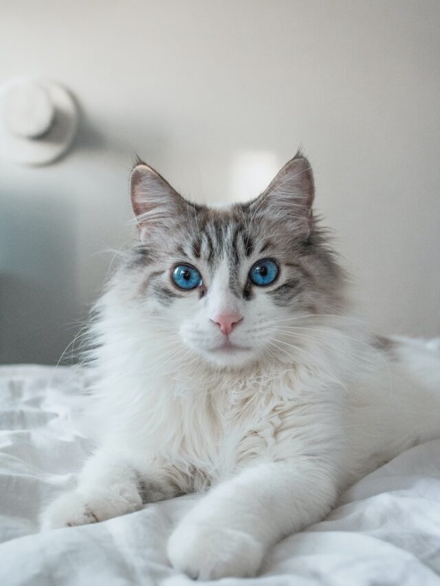 big eyed cat breeds, large eyed cats, cats with big eyes, ragdoll, siamese, bengal, savannah, bombay cat, british shorthair, siberian cat