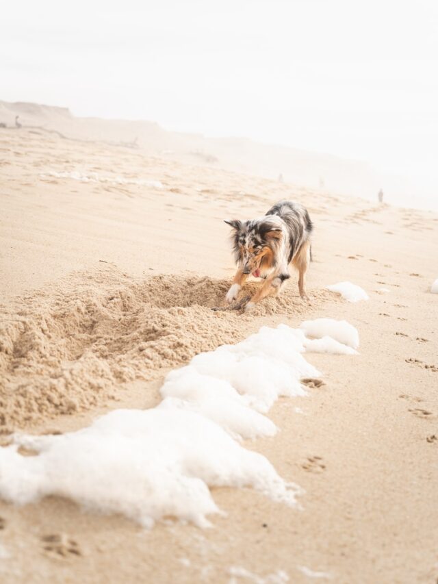 stop dog digging, canine behavior, pet training, mental enrichment, positive reinforcement, designated digging area, dog-friendly deterrents, professional advice,