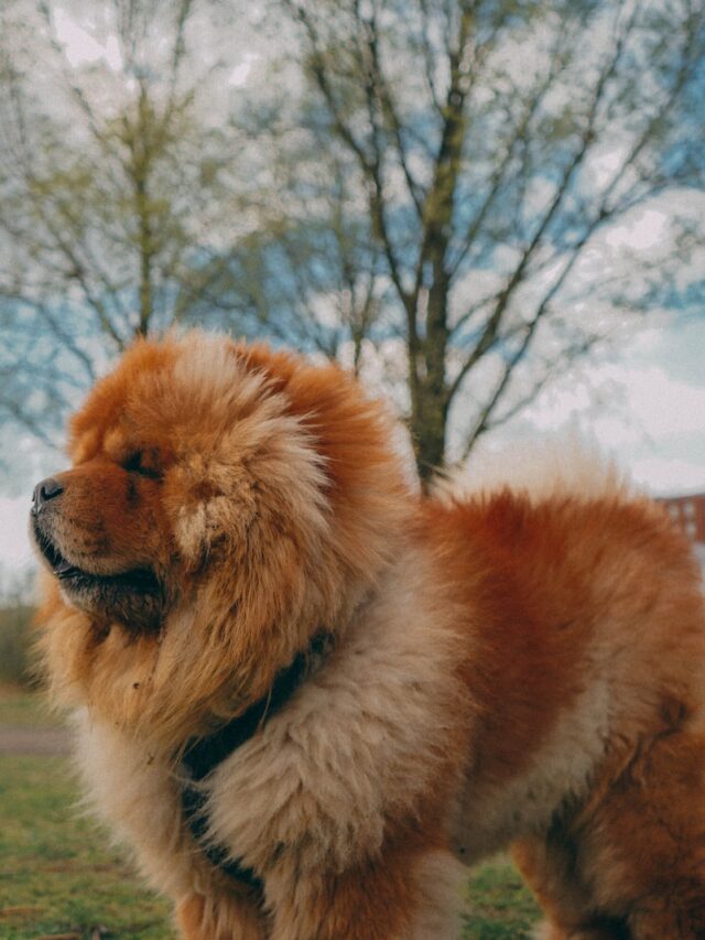 chinese dog breeds, oriental dogs, chow chow, shar pei, shiba inu, chinese crested dog, chinese imperial dog, pekingese, lhasa apso