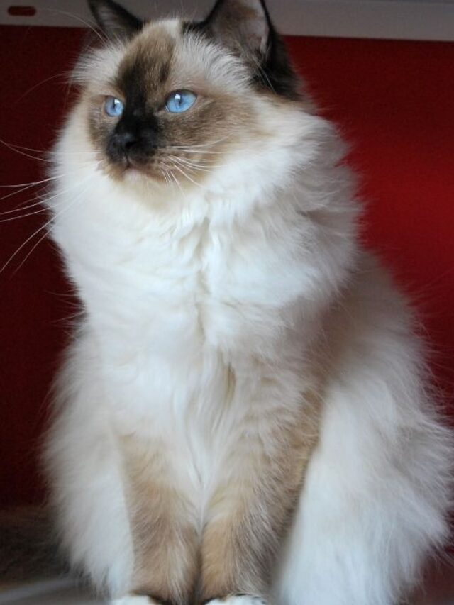 seal point ragdoll, ragdoll cat, ragdoll kitten, ragdoll personality, ragdoll facts, seal point cat, blue point cat, ragdoll colors,