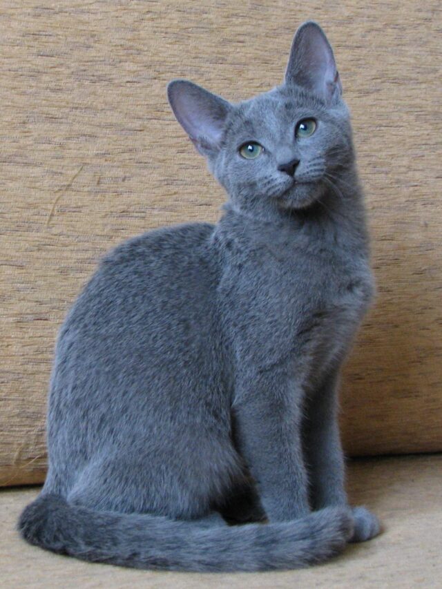 russian blue cat, blue british shorthair, chartreux cat, blue cat breeds, blue coated cats, cute blue cats,