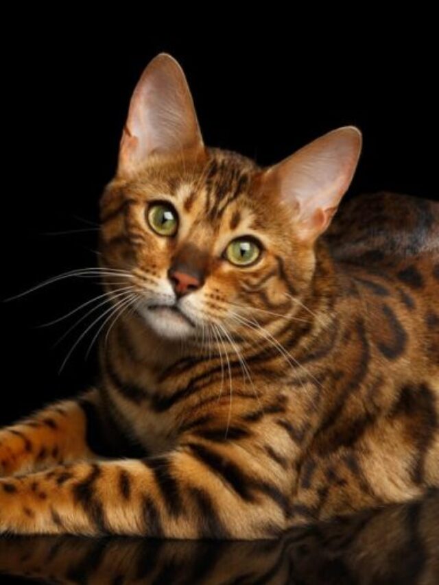 savannah cat vs bengal cat, savannah cat bengal cat comparison, savannah vs bengal cat, bengal or savannah cat ,