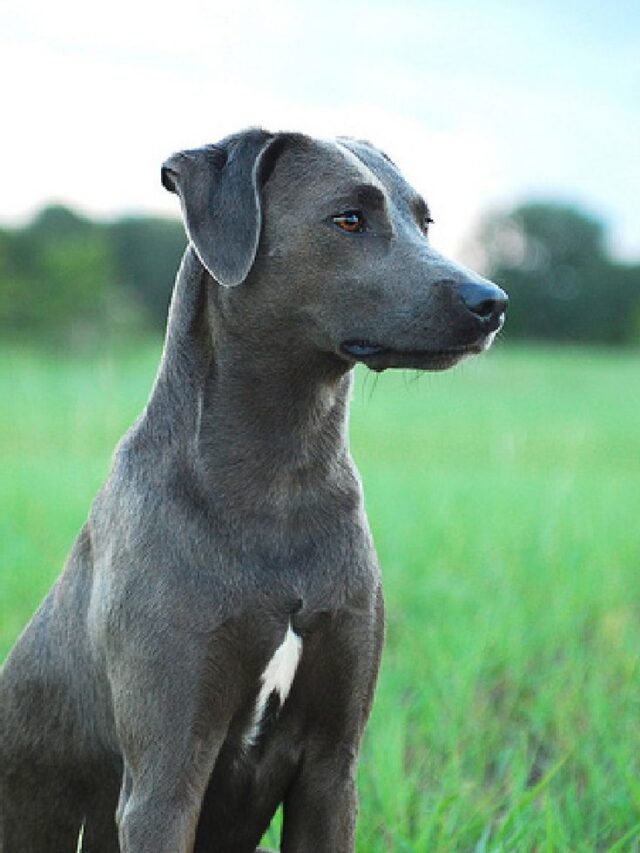 Blue Lacy, Dog Breed, Characteristics, Care, Agile, Intelligent, Low Maintenance, Working Instinct, Social, Exercise Enthusiast, Loyalty, Best Breed,