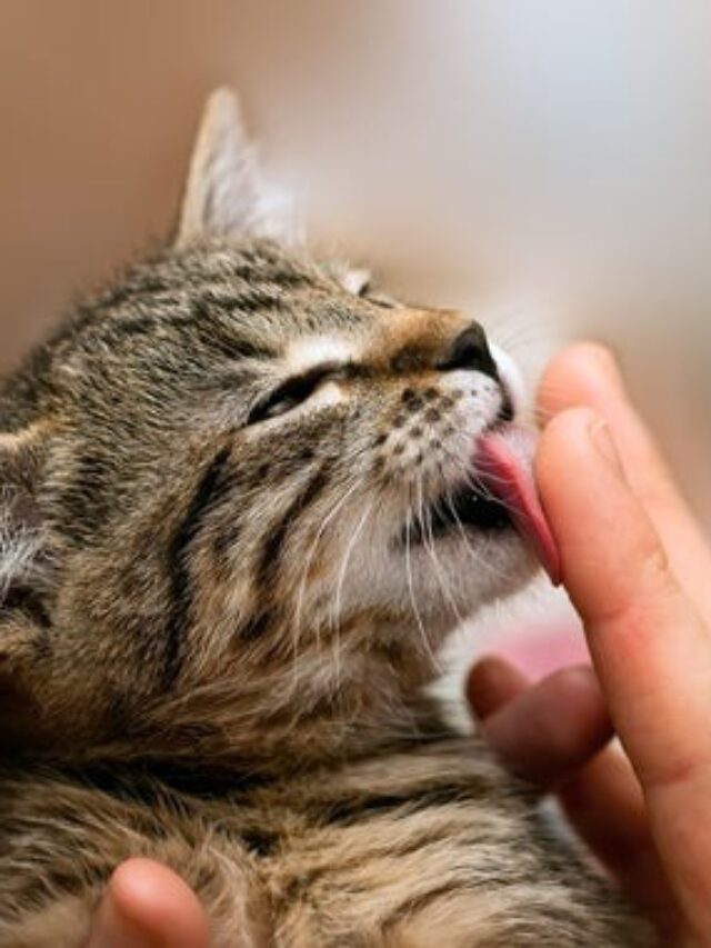 cat behavior, feline affection, decoding cat licks, understanding cat language, cat care tips, interpreting cat actions, reasons cats lick, bonding with your cat, cat wellness, feline expressions,