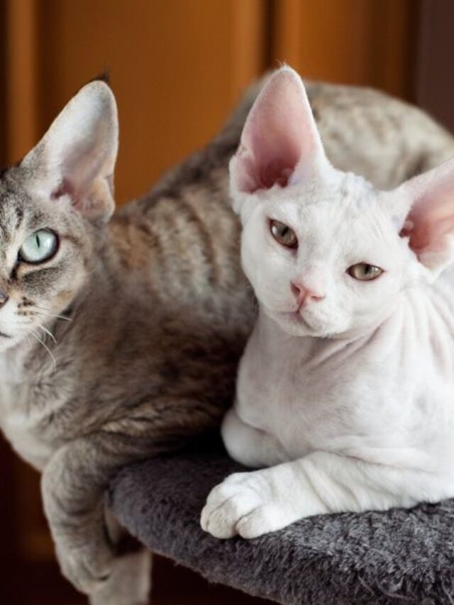 non shedding cats, low shedding cats, hypoallergenic cats, devon rex, cornish rex, sphynx cat, oriental shorthair, balinese cat ,