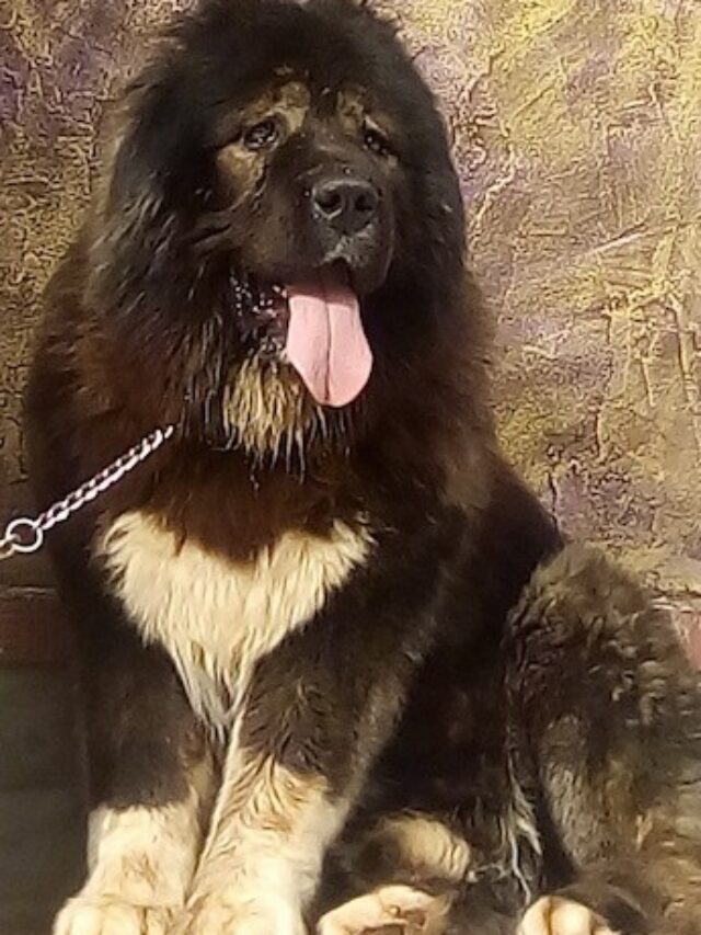 Caucasian Shepherd, Characteristics, Care, Stalwart, Fearless, Loyal, Vigilant, Adaptable, Independent, Protective, Guardian Breed,