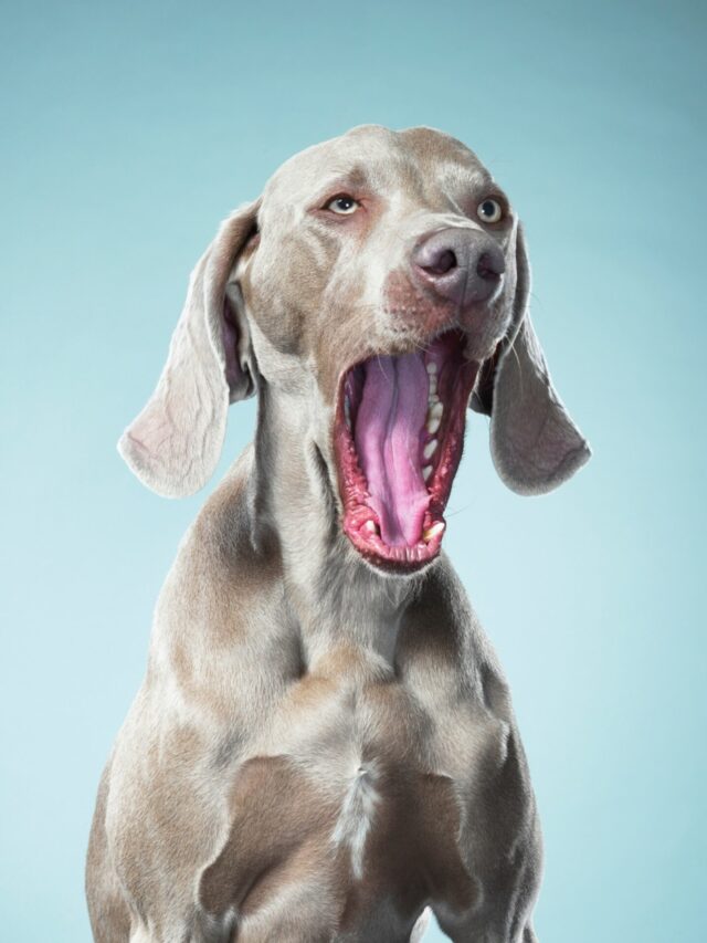 dog yawning, canine communication, pet care, understanding dogs, dog behavior, pet parenting, interpreting dog signals, dog expressions, dog emotions, animal behavior,