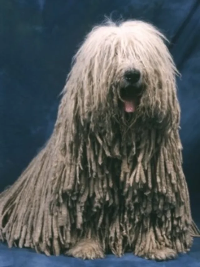 Komondor, Dog Breed, Characteristics, Care, Majestic, Protective, Unique Coat, Independent, Gentle, Intelligent, Low Maintenance, Top Choice,