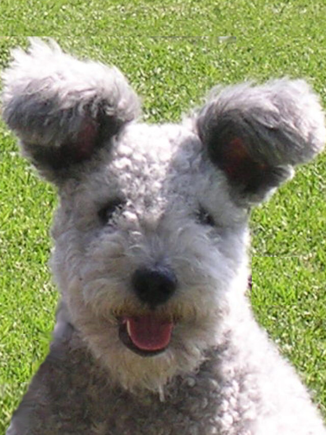 Pumi, dog breed, characteristics, care, training, temperament, health, living harmony, intelligent, agility, top breed,