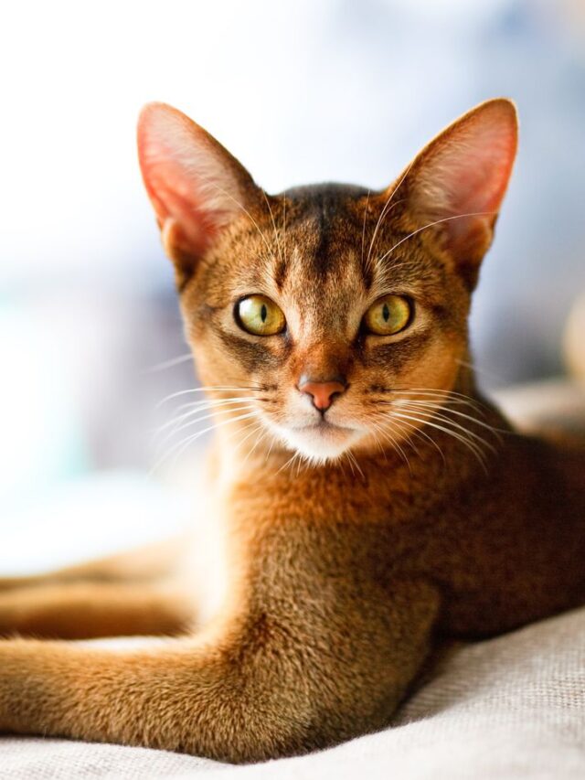 smart cat breeds, intelligent cats, clever cats, abyssinian cats, bengal cats, savannah cats, siamese cats, ragdoll cats,