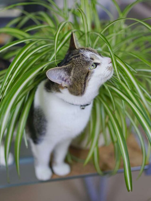 cat safe plants, plants safe for cats, cat friendly plants, non toxic plants for cats, are succulents safe for cats,