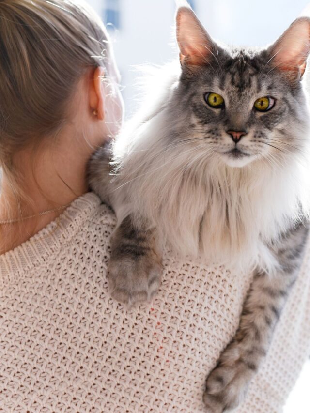 lap cats, cuddle, cats, ragdoll, Birman, Persian, Siamese, Russian Blue, Maine Coon, British Shorthair, Abyssinian ,