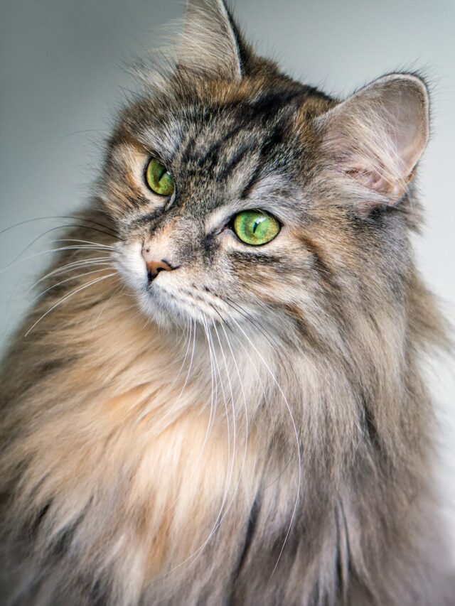 Siberian cat, Siberian cat personality, Siberian temperament, Siberian behavior, Siberian breed profile