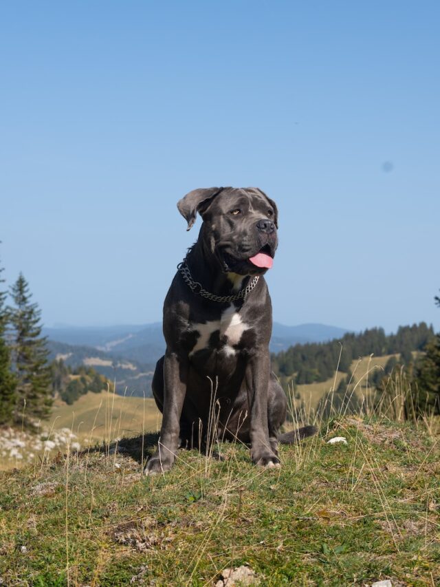 Spanish Mastiff, breed characteristics, dog care, powerful guardians, gentle giants, loyal dogs, adaptable breeds, low maintenance, excellent guardians,