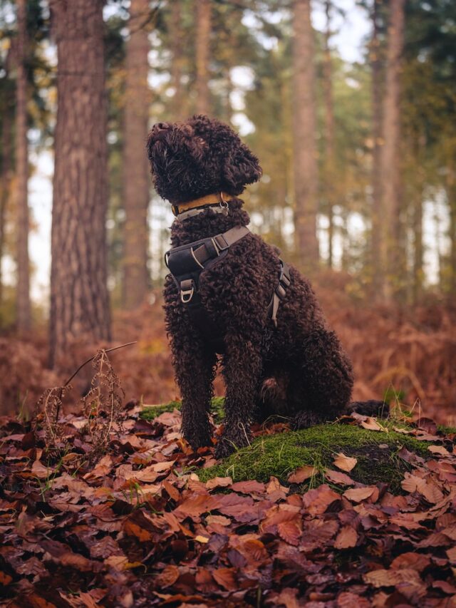 curly coated dogs, curly haired dogs, curled coat dogs, poodle dog breed, cute dogs with curly fur, cute curly dogs,