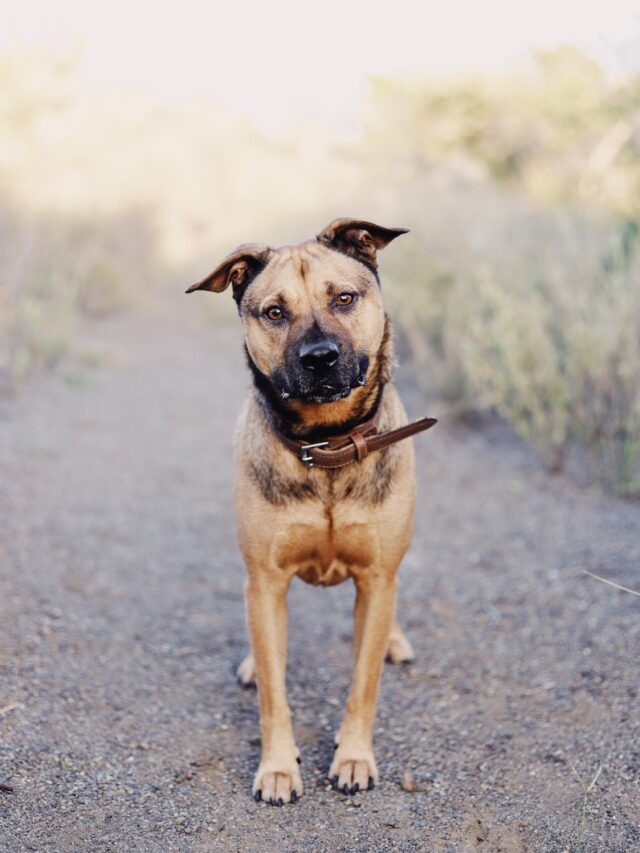 shelter dog training, rescue dog behavior, positive reinforcement, canine socialization, building trust with dogs, professional dog training, celebrating progress in dog training, transforming rescue dogs,