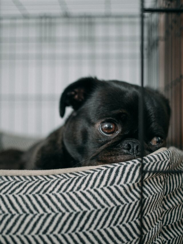 dog wants to be alone, dog needs alone time, dog asking for alone time, signs of dog needing space, dog wants space