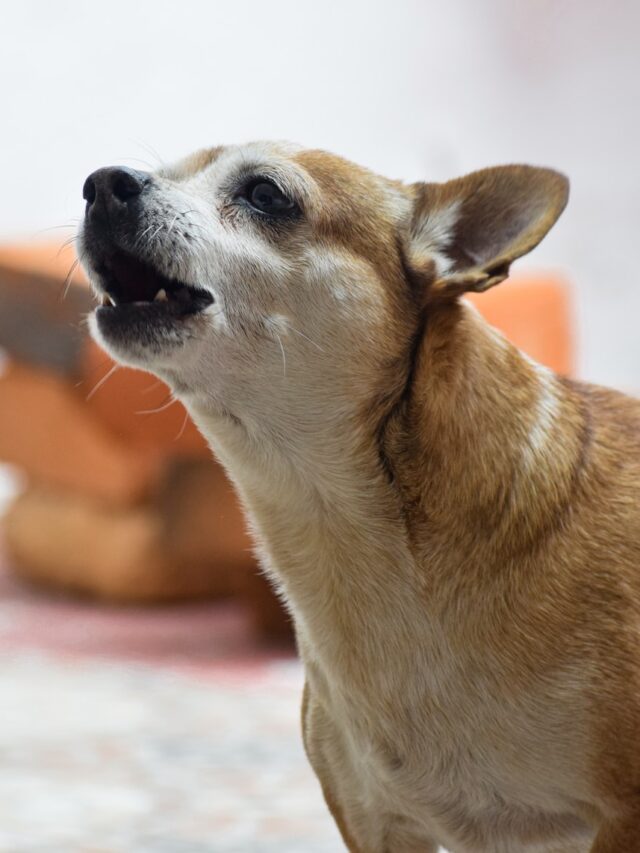 dog rolling, scent masking, territorial marking, itching relief, self-grooming, cooling off, sensory delight, excessive rolling, canine quirks, human-dog bond, canine nature,