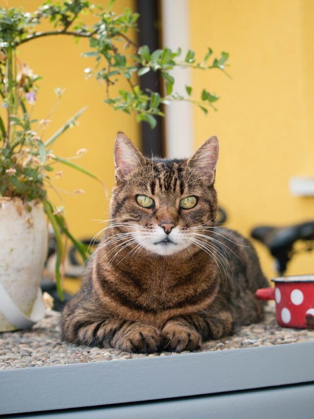 cat cognition, feline awareness, name recognition, vocal cues, body language, training techniques, individual variances, consistency, bond with cat,