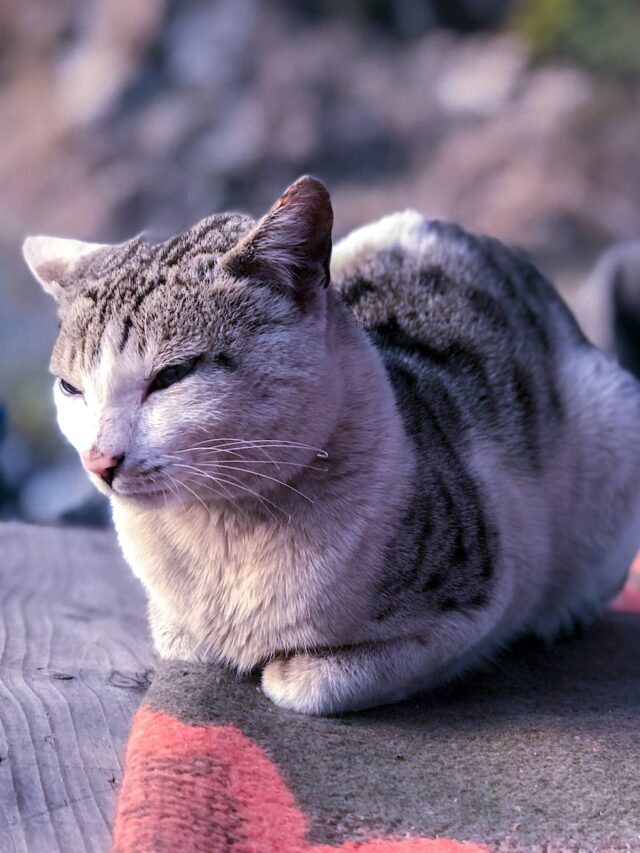 cat loaf meaning, cat loaf position, cat loaf picture, cat loaf term origin, why cats sit like loaf bread