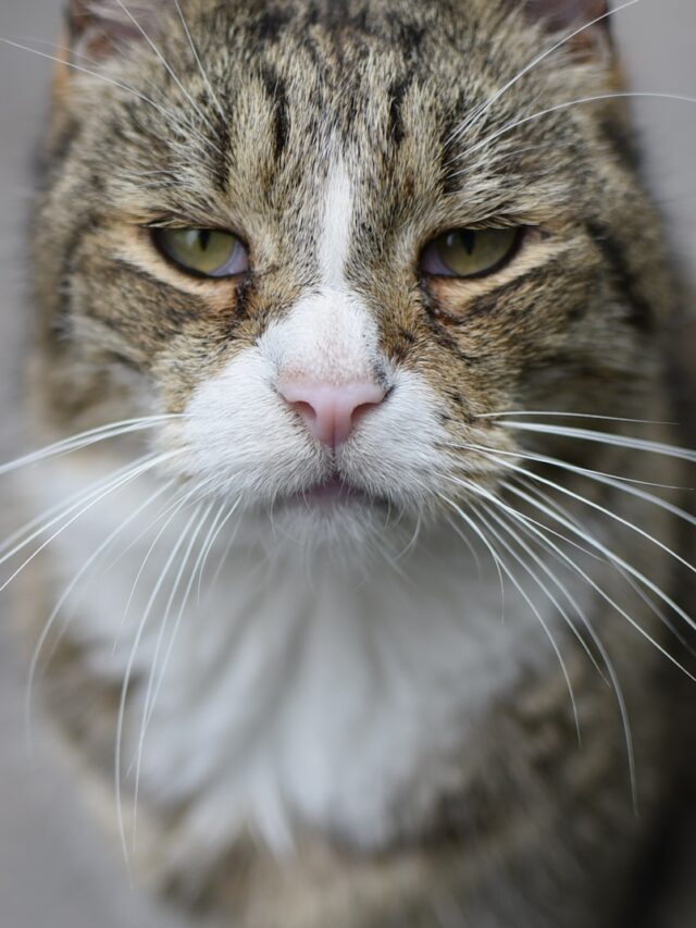 cat staring meaning, cat long intense stares, cat staring behavior, cat staring health issues, cats stare owners eyes, cat staring contest