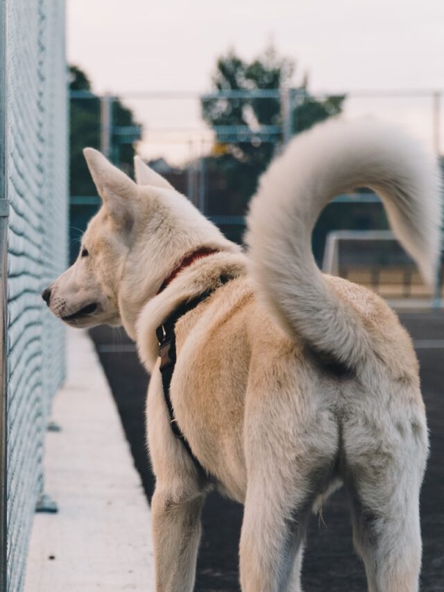 why dogs have tails, purpose of dog tail, dog tail function, dog tail balance, dog tail communication, dog tail wagging, dog tail emotional indicator