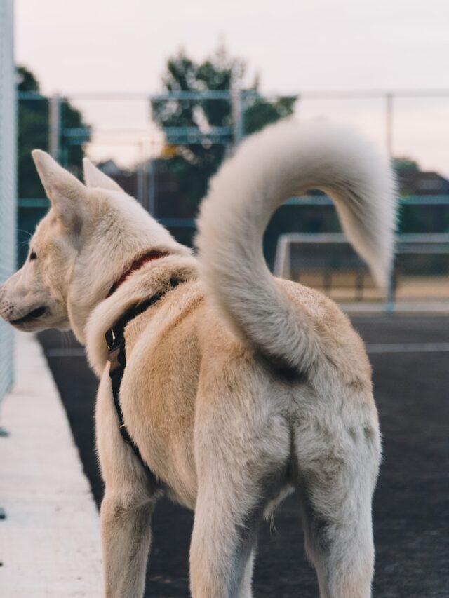 Dog communication, Dog vocalizations meaning, Dog barking types and meanings, Dog whining reasons and interpretation, Understanding dog growls, Decoding dog yips and yelps, Importance of dog body language, Positive reinforcement for calm communication, When to consult a vet about dog vocalizations, Building a stronger bond with your dog through communication,