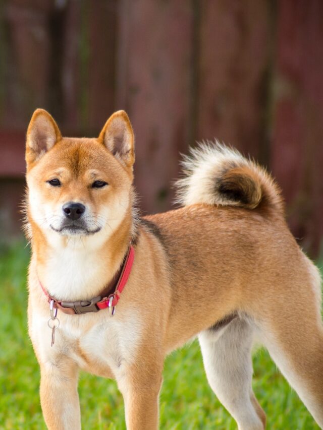 japanese dog breeds, nihon ken, akita inu, shiba inu, kishu ken, shikoku ken, hokkaido ken, kai ken, japanese terrier