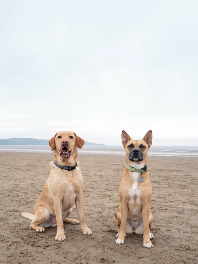 dog training, teach dog to back up, canine maneuvers, pet behavior, training techniques, back up command, pet training, best dog training, obedience tips, back up behavior,