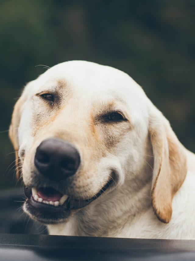 dog smile, happy dog face, laughing dogs, dog emotions, dog facial expressions, happy dog signs