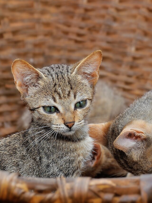 polydactyl cats, cat breeds, extra toes, feline trivia, Ernest Hemingway cats, historical significance, diverse breeds, enhanced dexterity, genetic variation, cherished companions,