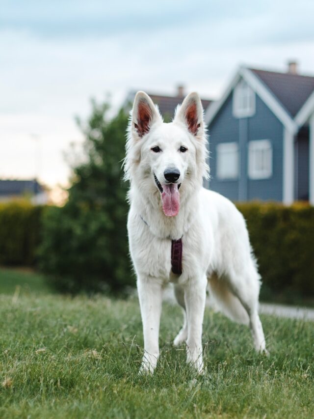 white swiss shepherd, white swiss shepherd dog, swiss shepherd, white german shepherd, white shepherd, berger blanc suisse,