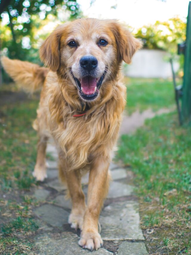 dog barking park, dog won't stop barking park, dog barking dog park, dog barking other dogs, dog scared bark park, dog aggressive bark park, stop dog barking park