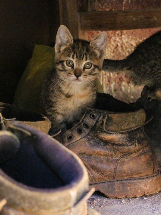 cat behavior, footwear fascination, curiosity, scent marking, texture appeal, warmth, comfort, hunting instinct, owner's scent, providing alternatives,