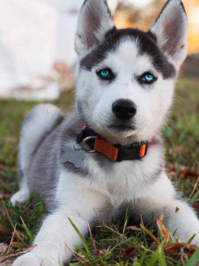 green eyed dogs, dog breeds with green eyes, siberian husky, border collie, dachshund, australian shepherd, pomeranian,louisiana catahoula leopard dog