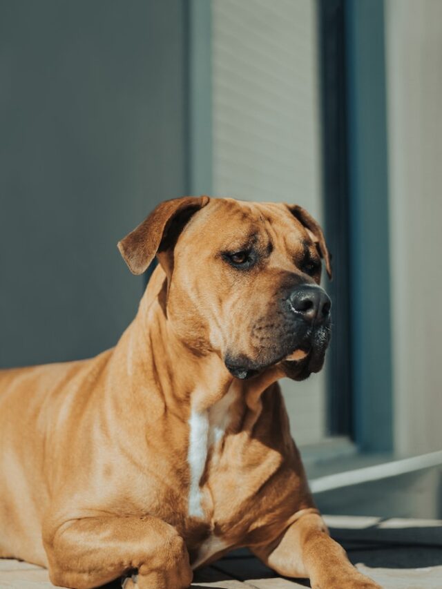 friendly dogs, family dogs, labrador retriever, golden retriever, cavalier king charles spaniel, poodle, bulldog, beagle, boxer, samoyed, bull terrier, collie ,