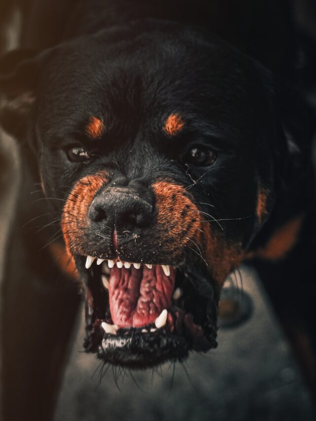 aggressive dog behavior, canine aggression, dog training, professional help, positive reinforcement, socialization, safe spaces, veterinary advice,