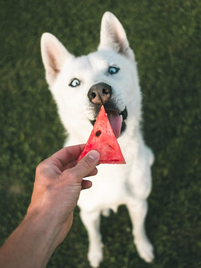 stop dog begging, prevent dog begging, dog begs for food, dog won't stop begging, stop puppy begging, teach dog not to beg, train dog not to beg,