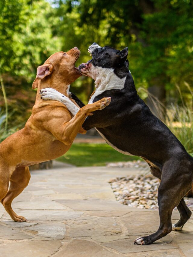 stop dogs fighting, prevent dog fights, dog fight training, dog aggression training, fight prevention