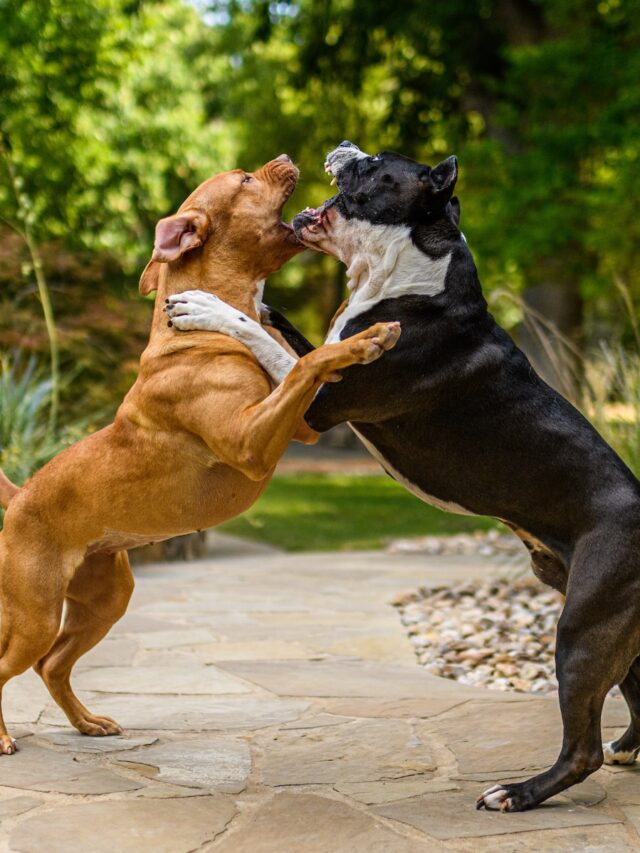 Dog Aggression, Canine Behavior, Aggression Triggers, Fearful Responses, Territorial Behavior, Lack of Socialization, Communication, Professional Guidance, Positive Reinforcement, Pet Behavior, Dog Training,