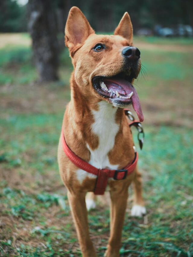 black spot dog tongue, dog tongue spot, dog spots mouth roof, dog mouth pigmentation, dog tongue spots