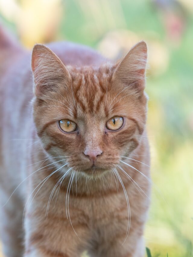 keep stray cats out of yard, keep cats out of garden, cat deterrent outdoor plants, keep feral cats away yard, keep neighborhood cats out of yard, outdoor cat repellent garden