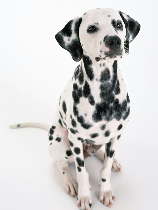 spotted dogs, speckled dogs, spotted dog breeds, dogs with spots, spotty dog breeds