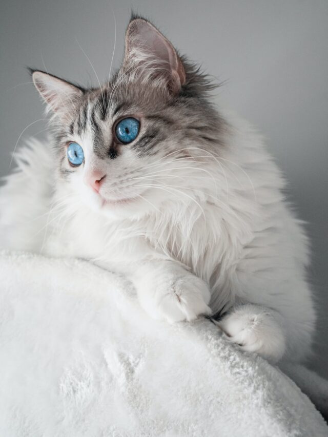 ragdoll cat traits, ragdoll cat facts, ragdoll cat behavior, friendly cat breeds, large cat breeds, pointed cat breeds, calico cat breeds